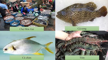 LTT- Luyện từ và câu- Bài: Liên kết các câu trong bài bằng cách lặp từ ngữ và thay thế từ ngữ