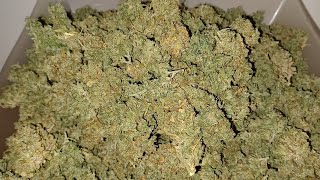 Final weight on Auto Lavender from Seeds Mafia Medical marijuana