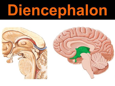 Diencephalon Yüksel Aydar