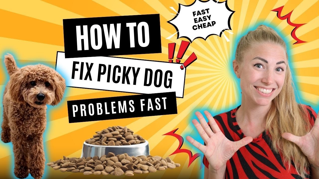 How To INSTANTLY Get a Picky Dog to Eat Kibble?! Fast, Cheap, & Easy Tricks