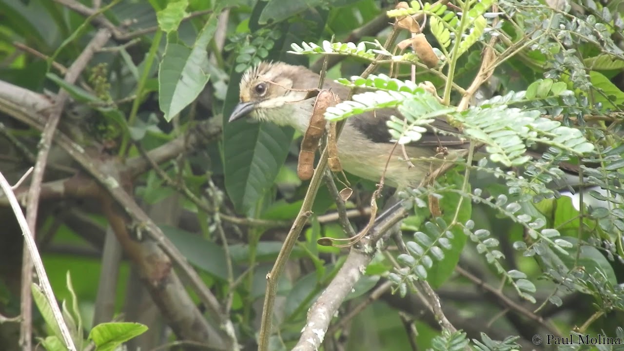 Pale-headed Brushfinch Atlapetes pallidiceps