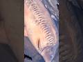 This Carp Was Absolutely INCREDIBLE!!