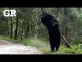 Aptan a oso en parque ecolgico chipinque