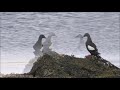 Austernfischer, Gryllteisten und  Eistaucher auf Island 2019