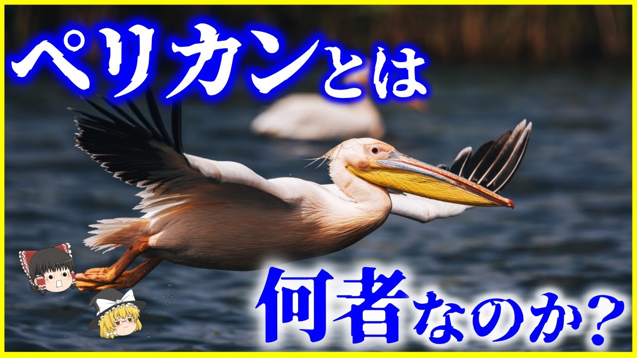 【ゆっくり解説】兄弟を●●…⁉️「ペリカン」とは何者なのか？を解説