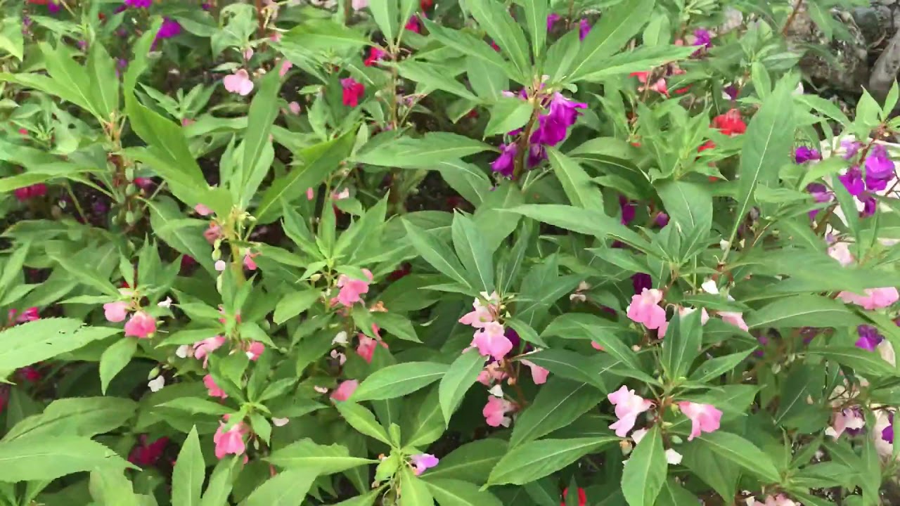 Impatiens balsamina