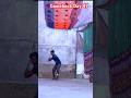 Comeback Day 47/365 Days #cricket #cricketlover #video #viralvideo #viral #viralshorts