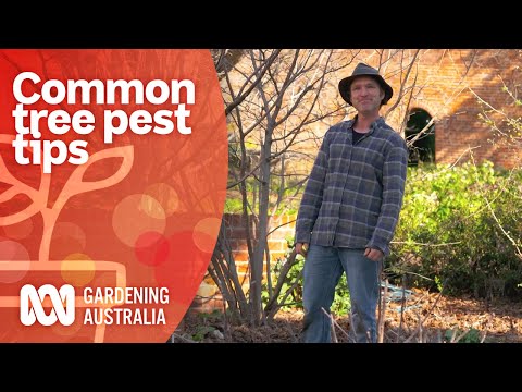 Video: Tree Borer Insecte - Cum să identifici Tree Forers