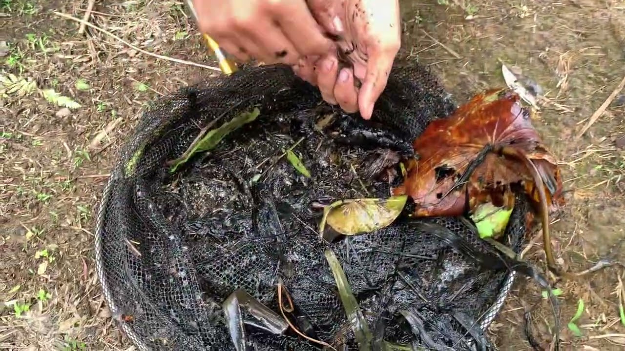 MENCARI IKAN DEKAT PARIT