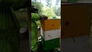 КАЧКА ТРОЙНИКОВ В ПРИМОРЬЕ |качка мёда в Приморье