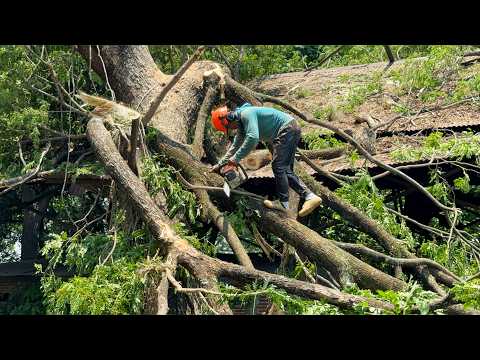 High-Risk Felling‼️ Felling an Old Tree Over a Old Warehouse.