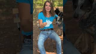 Re-directed Aggression #dogs #dogbehavior #shorts #dogpsychology