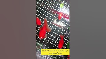 Đèn thủy sinh,S3 Plus Đỏ cá không đỏ nước