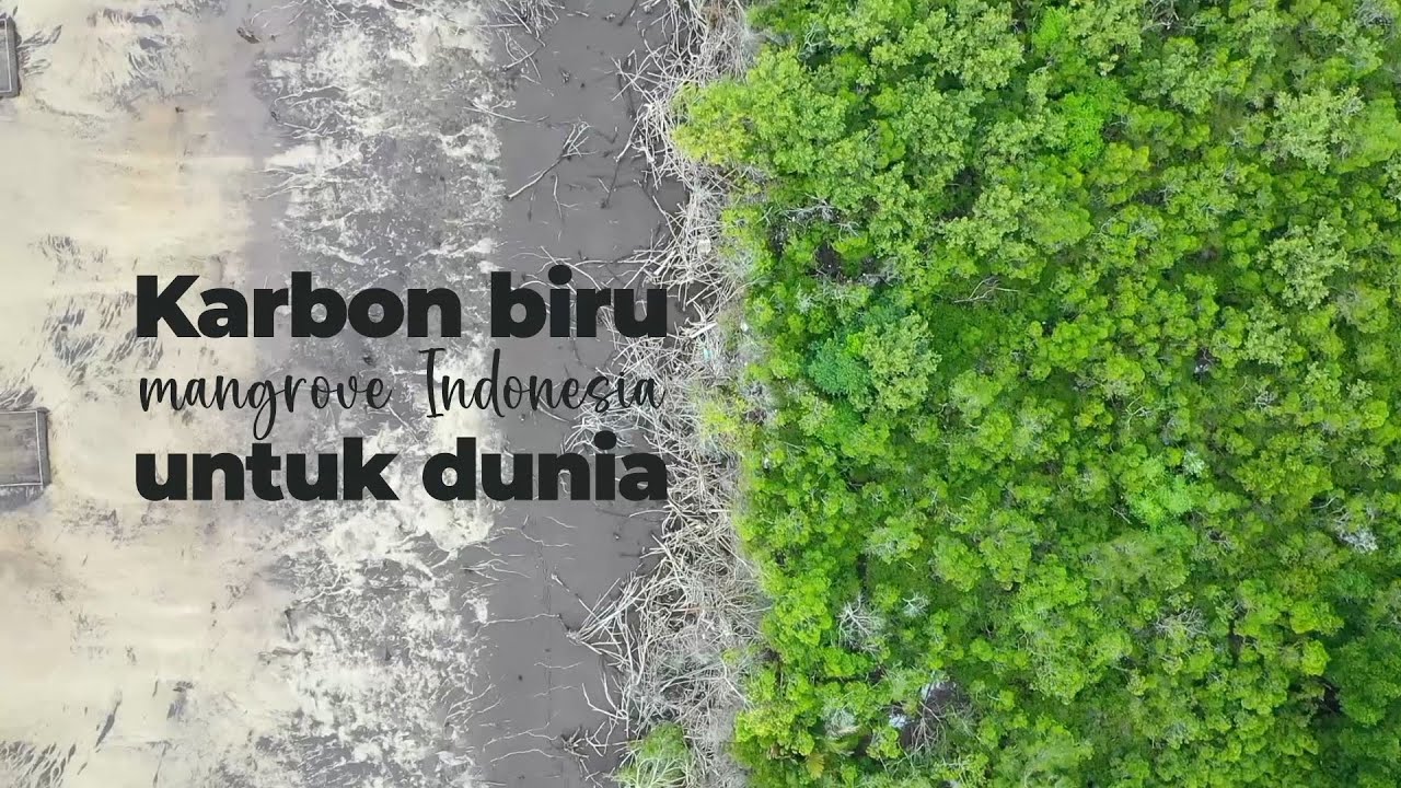 Karbon biru mangrove Indonesia untuk dunia