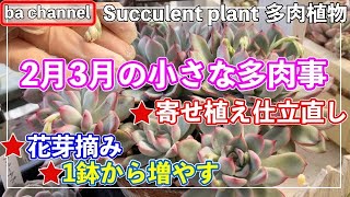 405 {Succulents} Small succulent activities in February-March
