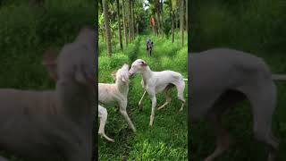 2 Mudhol Hounds V/S 1 Greatdane fight for stick. Rana,Danny,Jimmy. by Vachan N C 15,269 views 5 years ago 4 minutes, 47 seconds