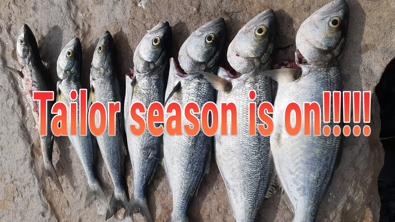 How to catch Shad / Blue fish / Tailor. Ballina fishing YouTube