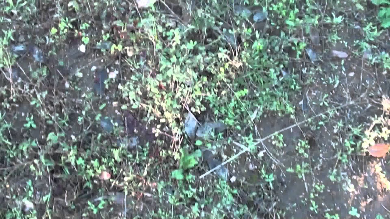 Rage Hypodermic on a doe YouTube