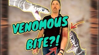 The Mangrove Snake Bite Conclusion - How Bad Was It?
