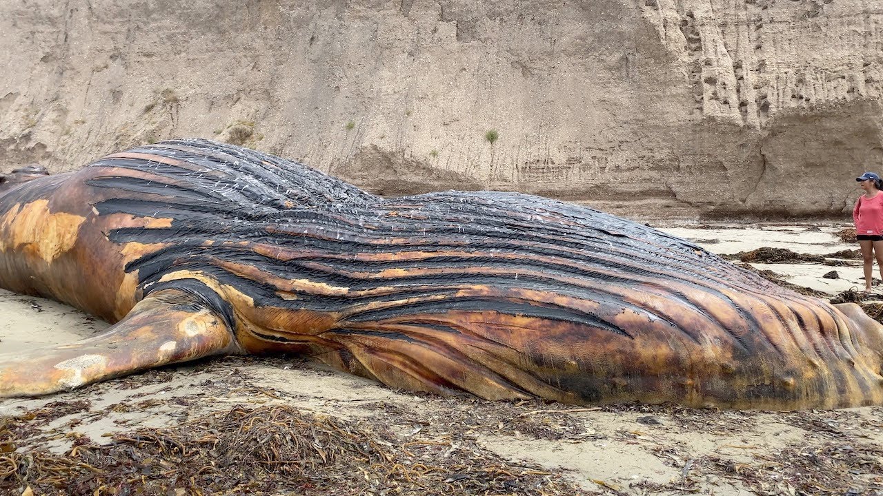 ⁣Jalama Beach Campground ~ Beached Humpback Whale Encounter R.I.P. ~ Ep 80