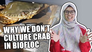 WHY WE DON’T CULTURE CRAB IN BIOFLOC
