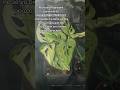 Andansonii península #monstera #adansonii #variegatedplants #video #shorts #viral #aroids #plantas