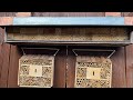 Mauerbienen an unserem Insektenhaus