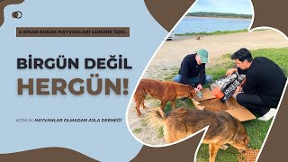 Bi̇rgün Deği̇l Hergün 4 Ni̇san Sokak Hayvanlari Gününe Özel