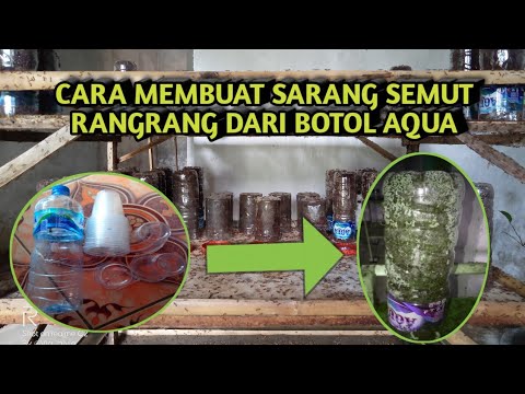 Cara Membuat Sarang Semut Dari Botol