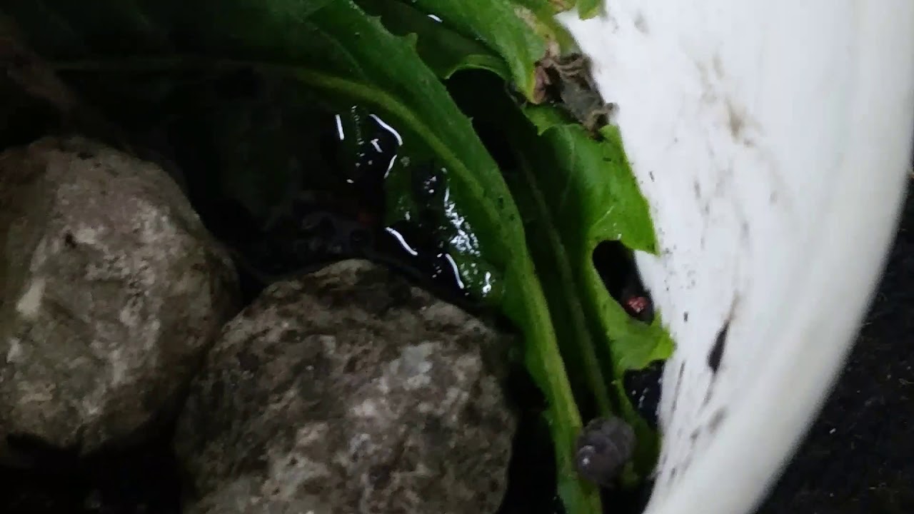 how-do-you-take-care-of-rolly-pollies-youtube