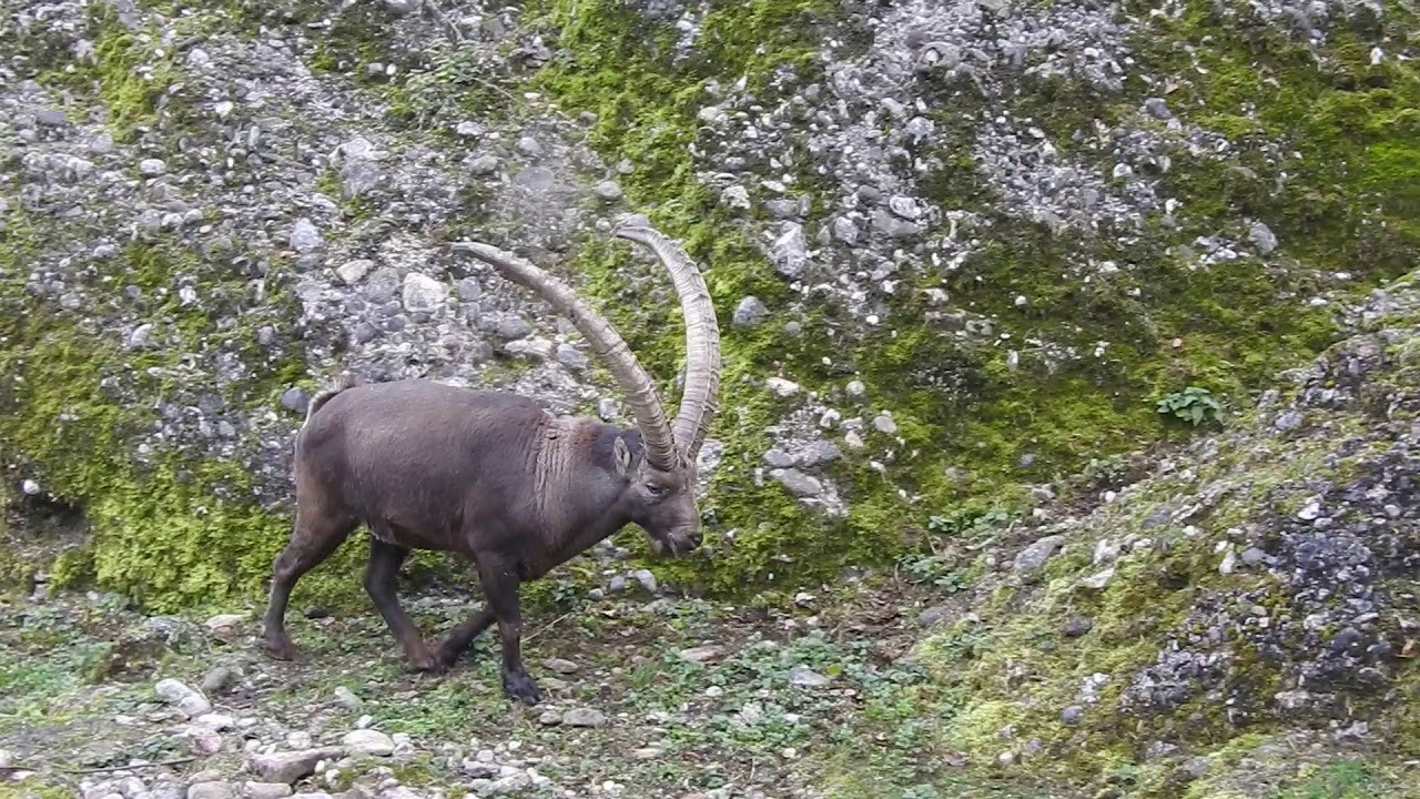 立派な角のアルプスアイベックス Alpine Ibex 15 1111 Youtube