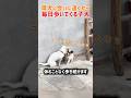 【感動】母犬に会いに遠くから毎日歩いてくる子犬　#いぬ #犬 #犬動画 #犬のいる暮らし #犬の気持ち #感動 #癒し #shorts #犬好きさんと繋がりたい