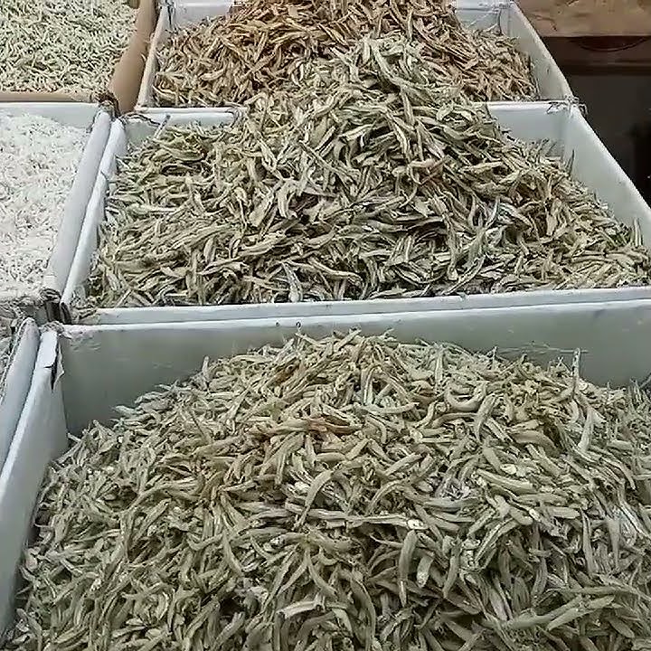 Jenis-jenis ikan teri