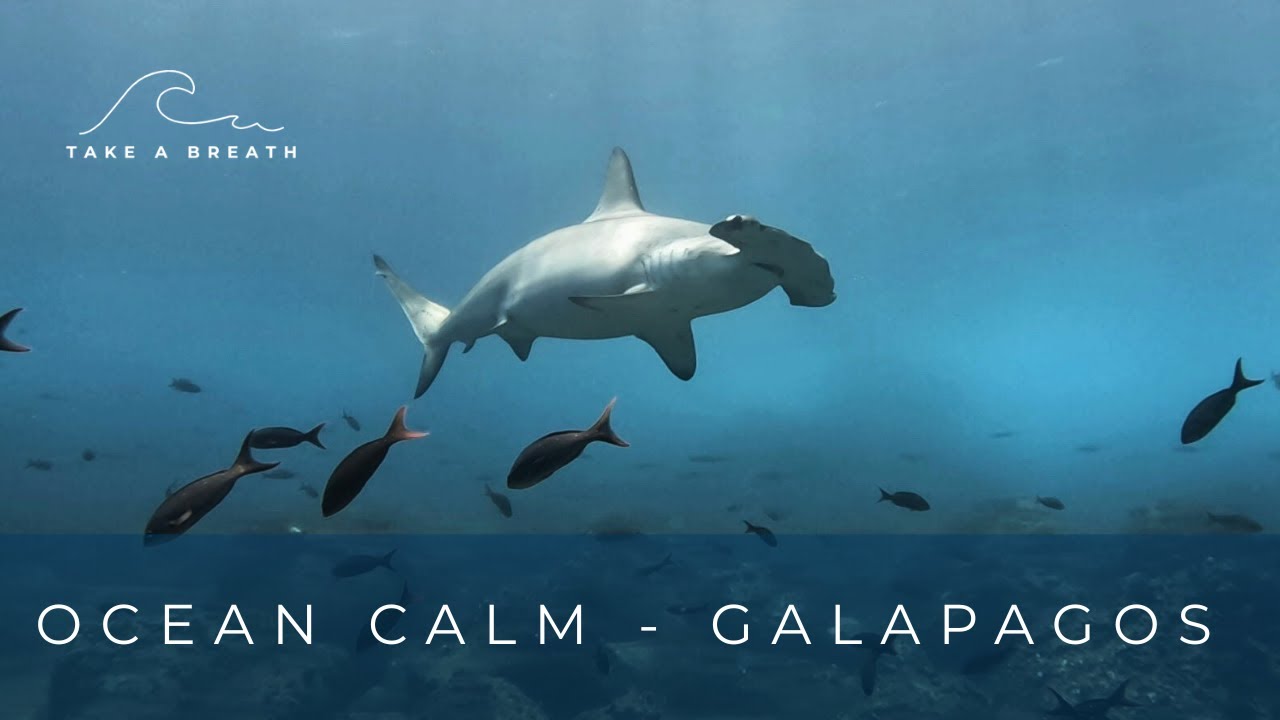Ocean Calm – Galapagos 🦈  | Relaxing Underwater Video with Soothing Ocean Sounds