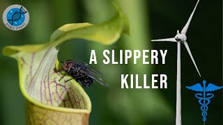 How Pitcher Plants Can Save Lives and Windmills | SLIPS®