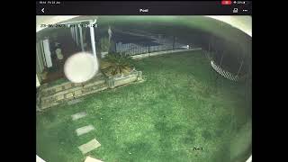 Large Orb in Backyard