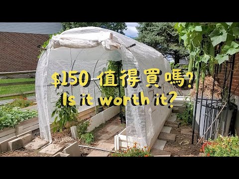 Amazon Greenhouse Review KingBird 10x6.6x6.6 Polytunnel 亞馬遜小溫室使用心得及經驗分享【七個月的寒冬過後】