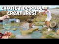 Catching exotic creatures out of tide pools for my aquarium crazy finds