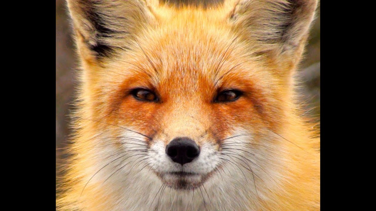 FOXES of Jersey Shore YouTube