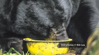 Keep Our Beloved Black Bears Safe - PSA 1