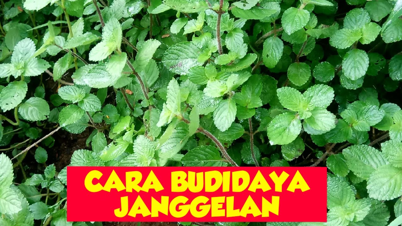 Cara menanam janggelan 