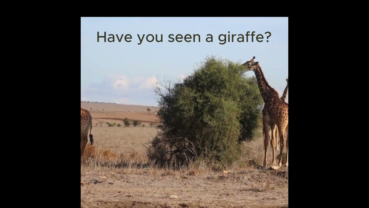 GIRAFFE GALORE|A Fun and Educational Safari Adventure for Kids!