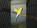 Redeyes Budgies & Chicks | عيون حمراء الببغاء والفراخ | Mata Merah Sobat & Anak Ayam | #budgies