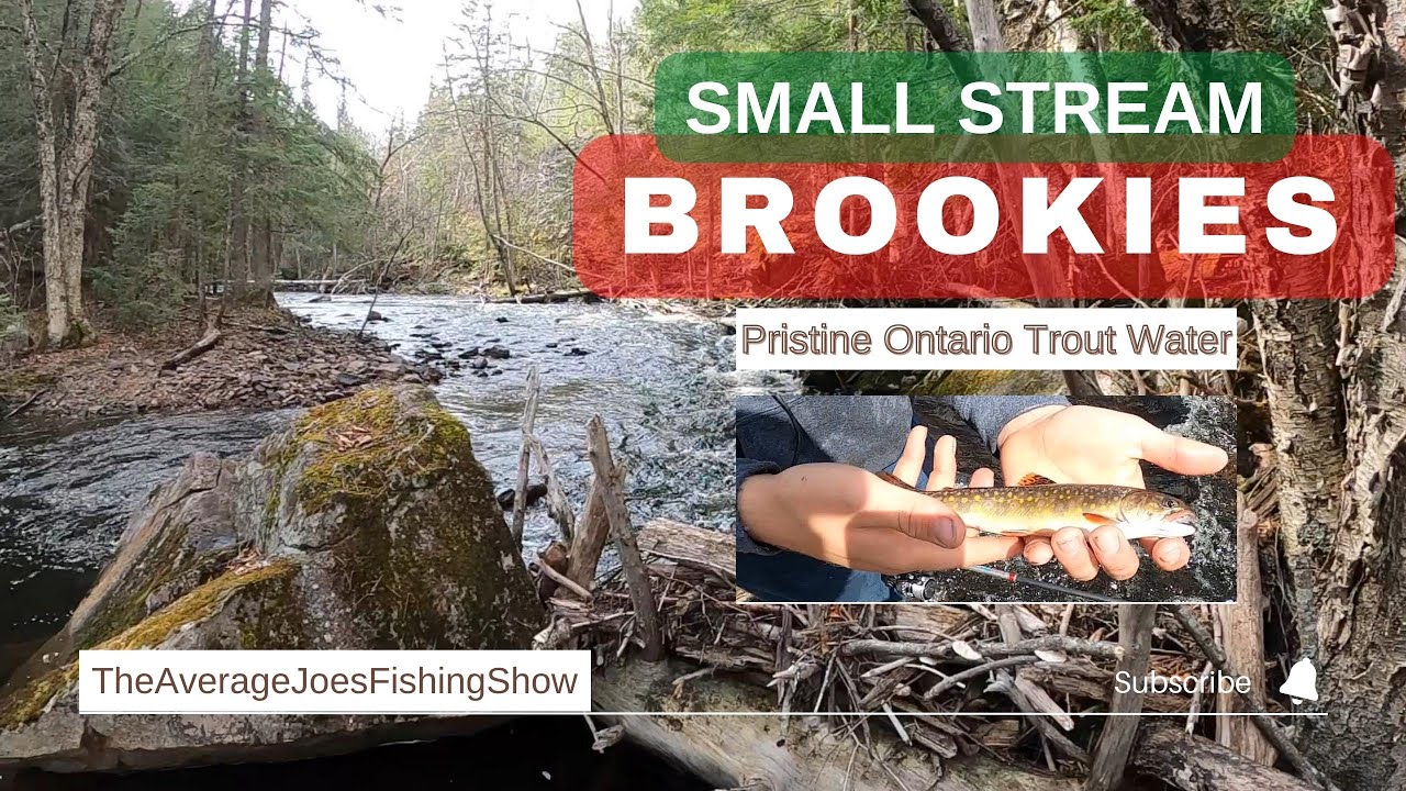 NATIVE Brook Trout Fishing a Small Ontario Stream - HONEY HOLE