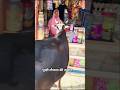 भूखी गौमाता की उम्मीद ll#shorts #cow #animals