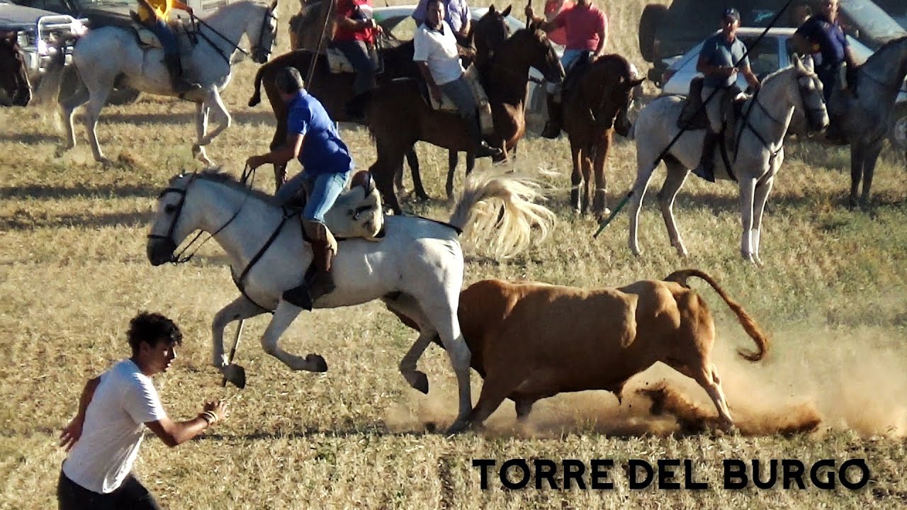 PUFF!! ENCIERRO por el CAMPO con UN TORO de TORREHANDILLA // TORRE DEL BURGO 2023