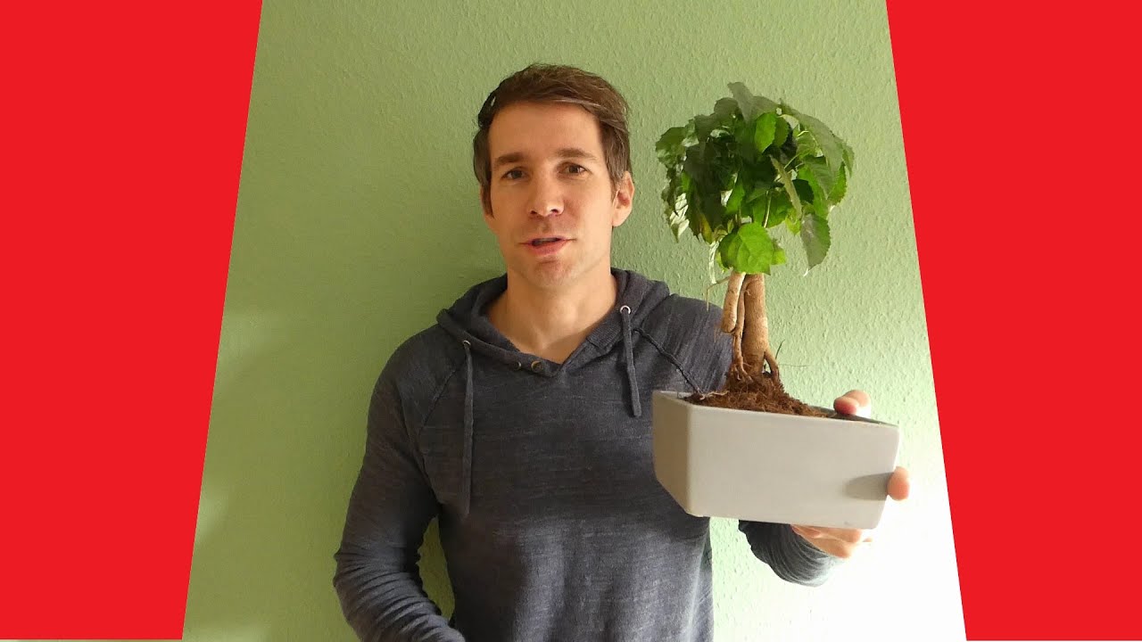 Zimmeresche Radermachera Pflege Standort Giessen Dungen Schneiden Aldi Bonsai Youtube