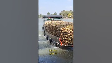 #shorts ghe dừa vượt cống