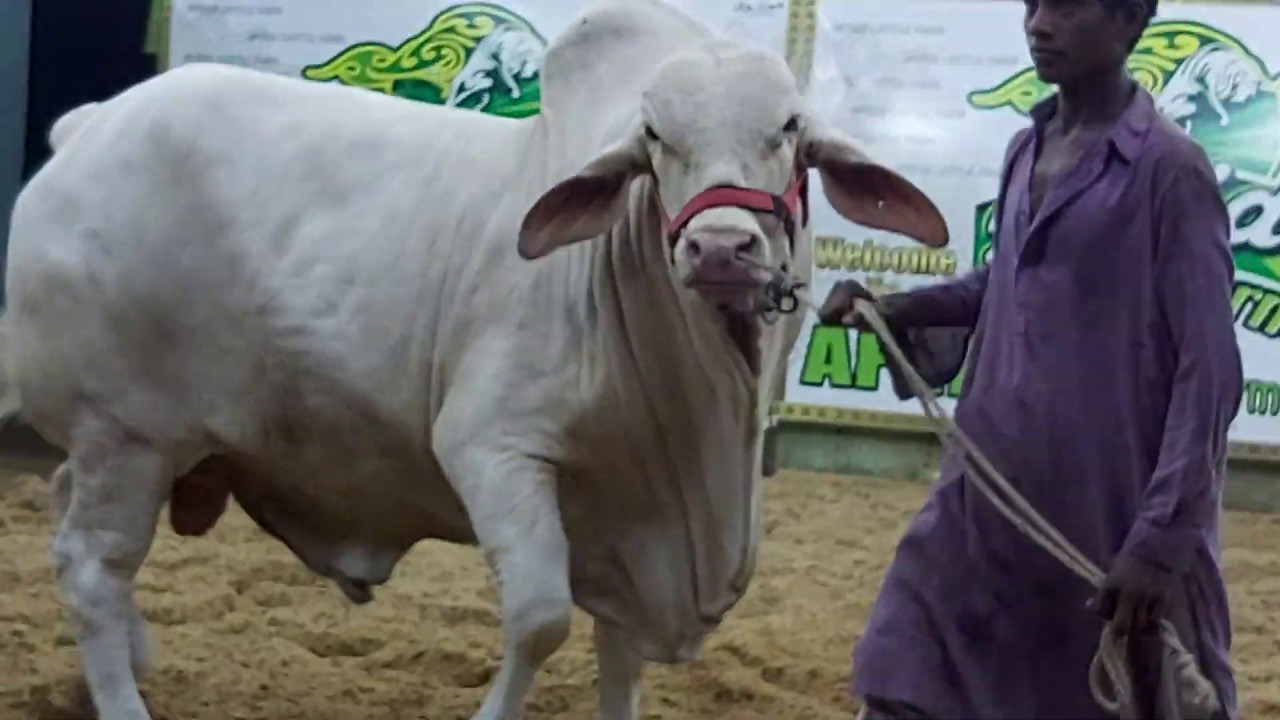 JUGNU Heavy Nukra Bull of Afridi Cattle Farm 2019 Collection | GIANT Nukra Bulls & Cows