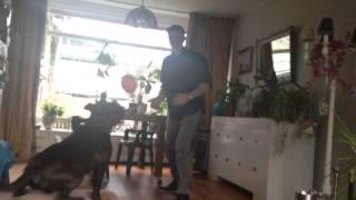 Staffordshire Bull Terrier